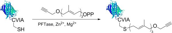 Scheme 5