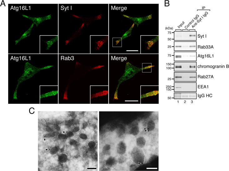 FIGURE 3: