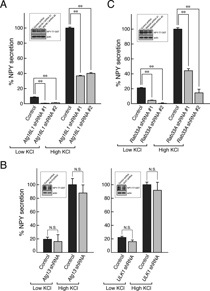 FIGURE 5: