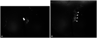 Fig. 10