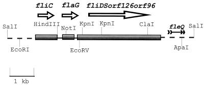 FIG. 1