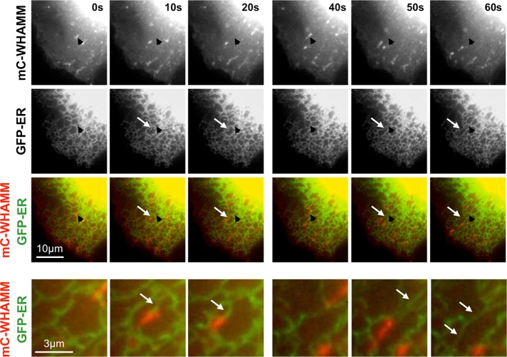 FIGURE 3: