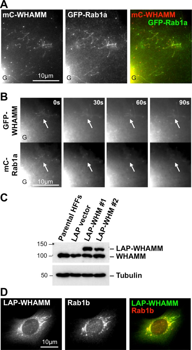 FIGURE 2: