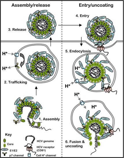 Fig. 1.