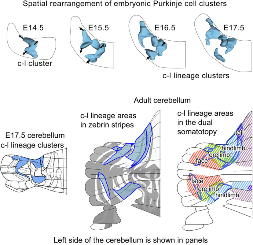 graphic file with name SN-ENUJ200276F011.jpg