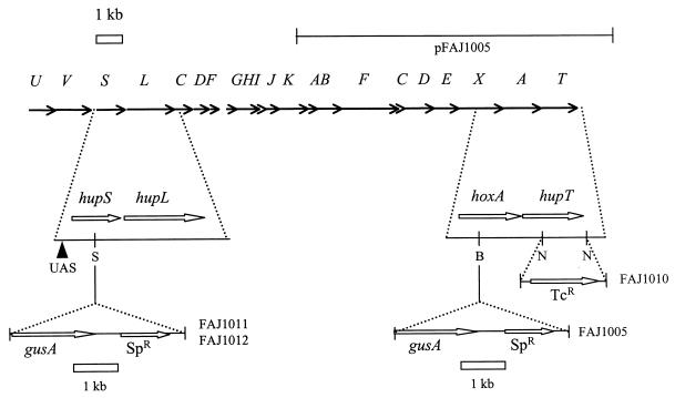 FIG. 1