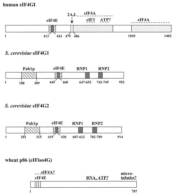 FIG. 5