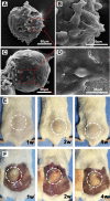 Fig. 9