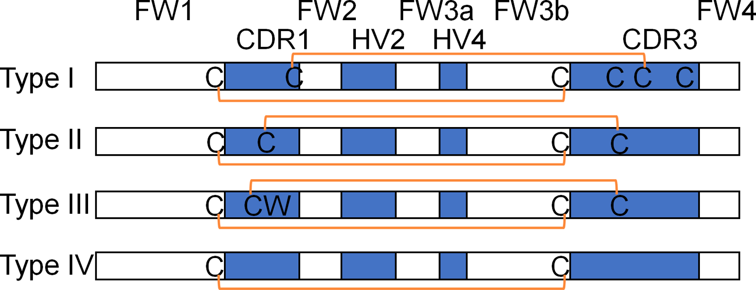 Humanization of the shark VNAR single domain antibody using CDR ...