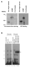 FIG. 7