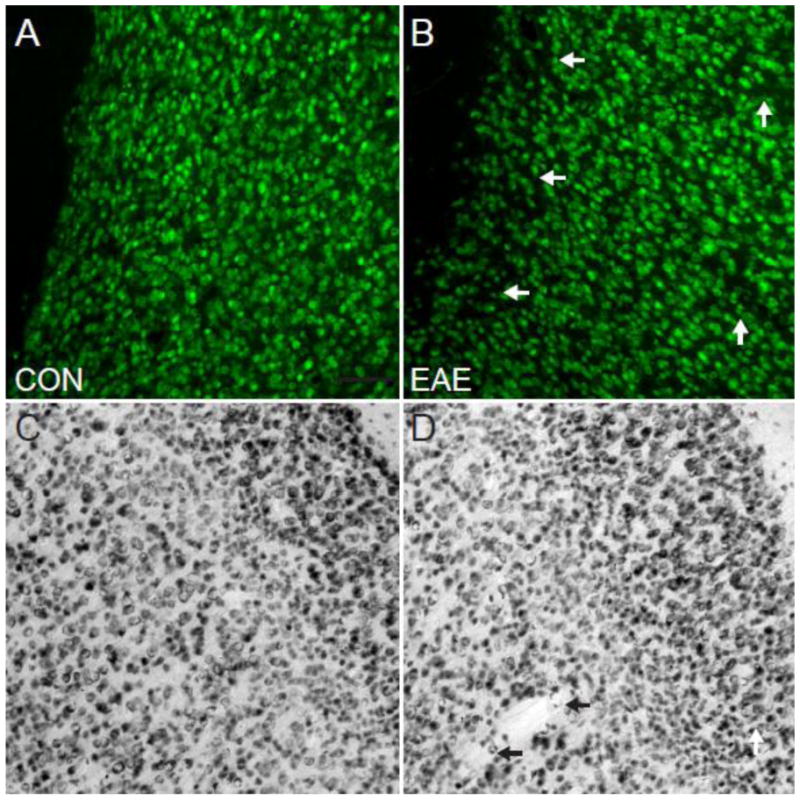 Fig. 9