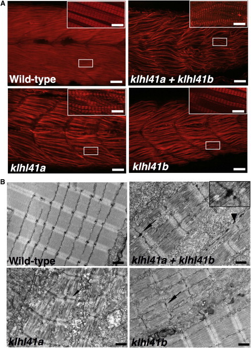 Figure 4