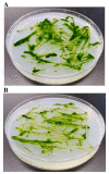 Figure 14.