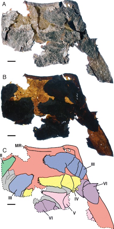 Fig. 2