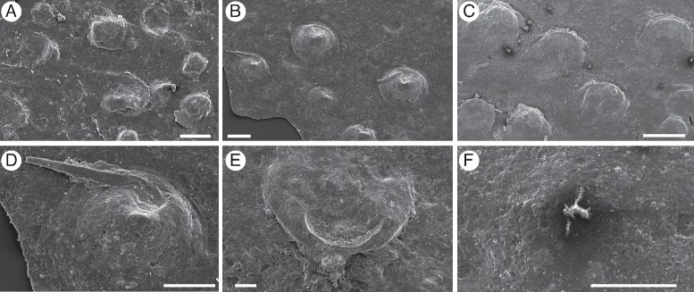 Fig. 23