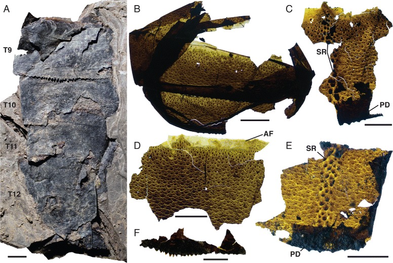 Fig. 18