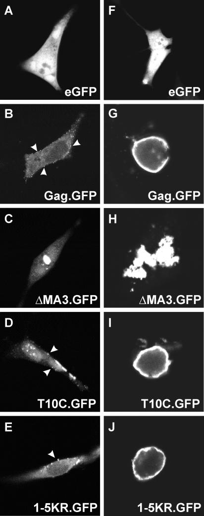 FIG. 3.