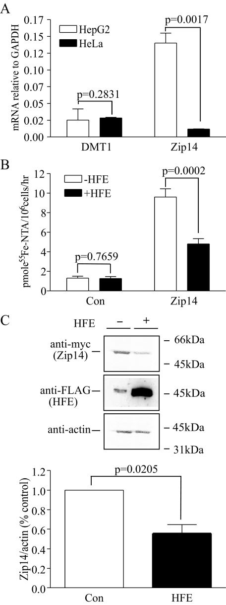 FIGURE 5.