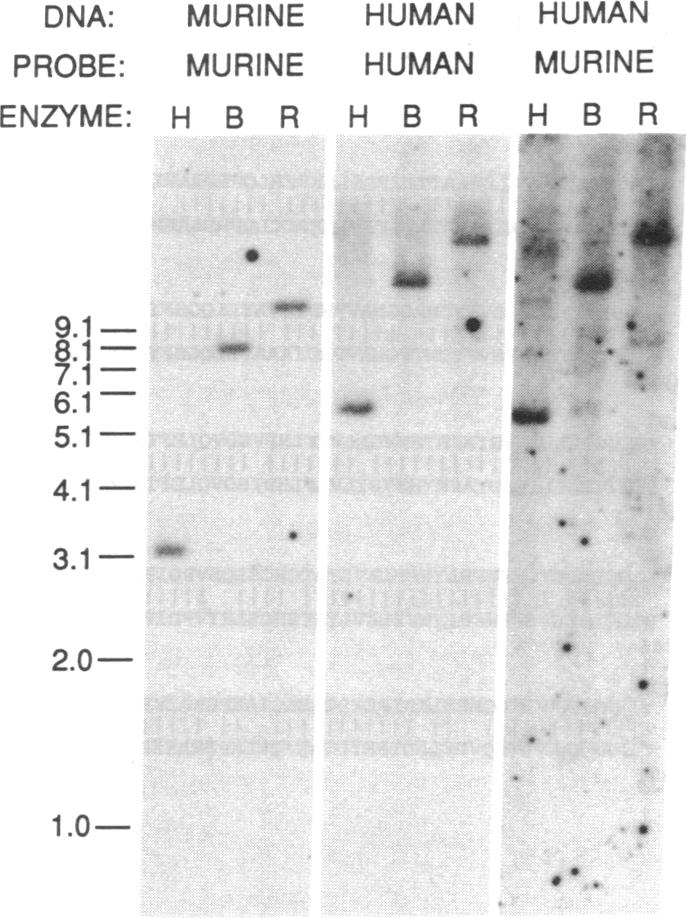 graphic file with name pnas01060-0203-a.jpg