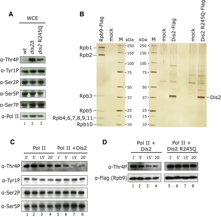 Figure 2