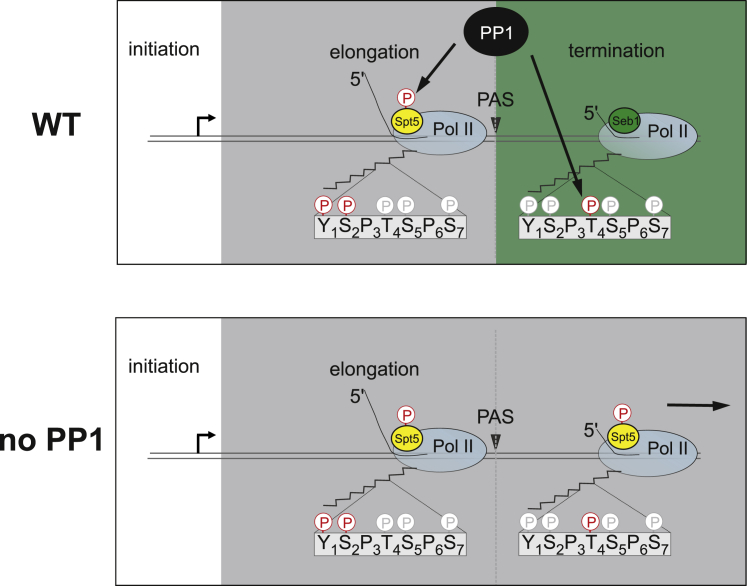 Figure 7