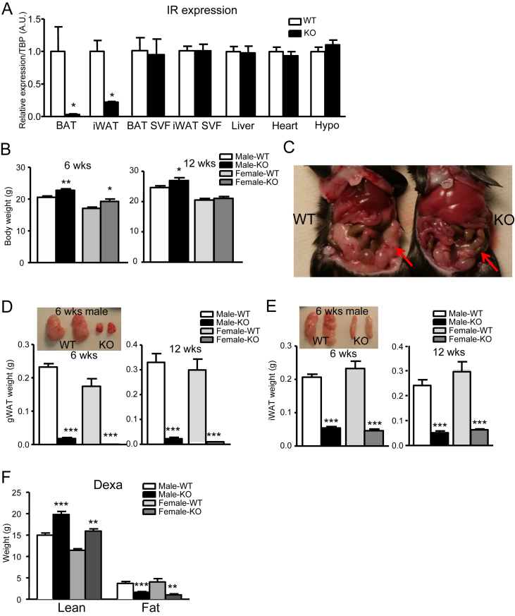 Figure 1