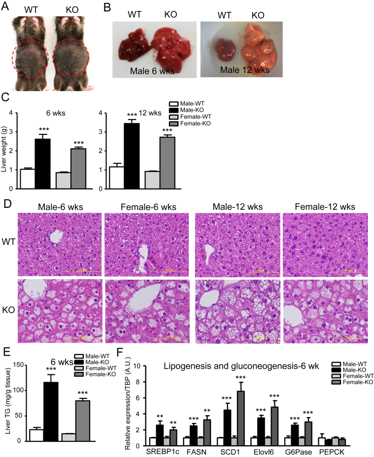 Figure 4