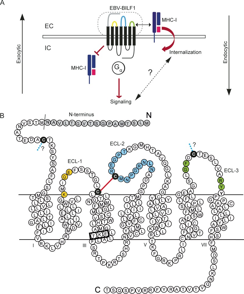 FIG 1