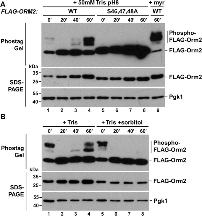 FIGURE 7: