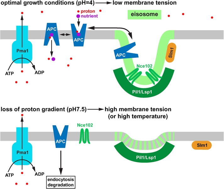 FIGURE 11: