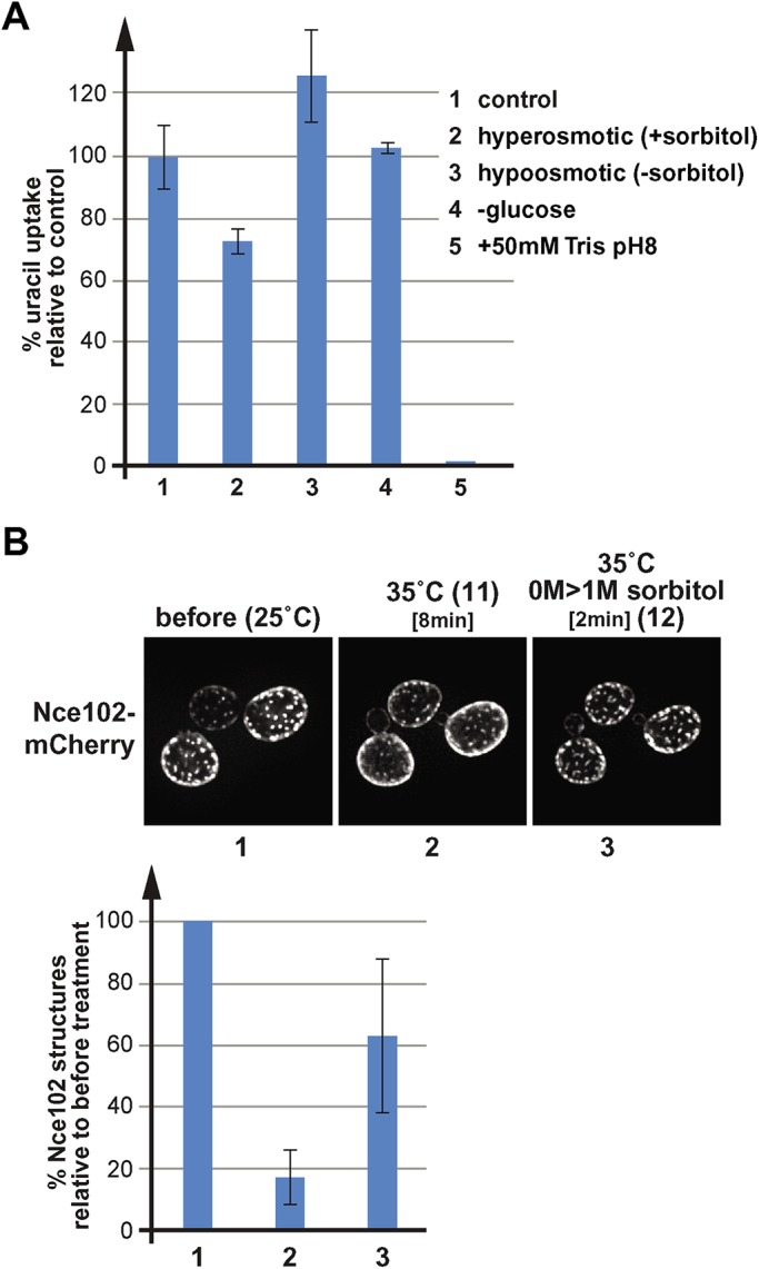 FIGURE 5: