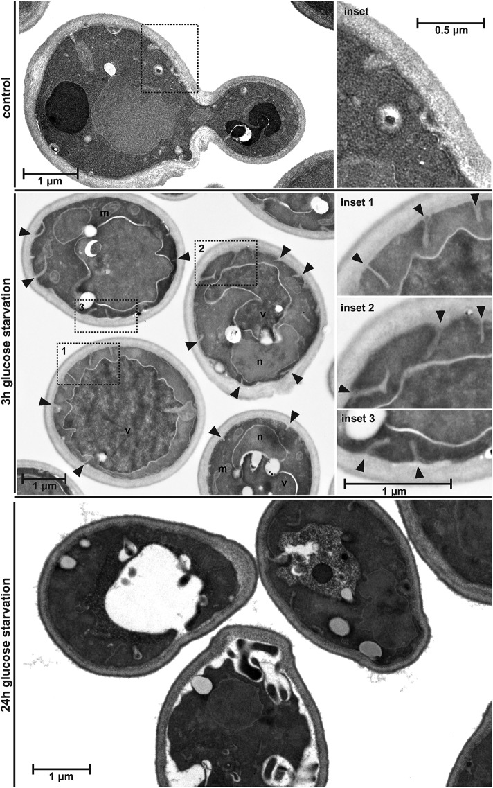 FIGURE 10: