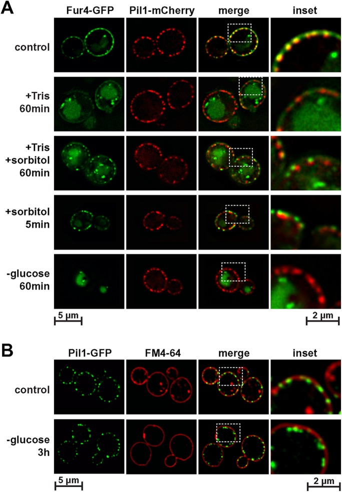 FIGURE 9: