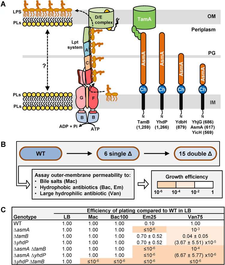 FIG 1