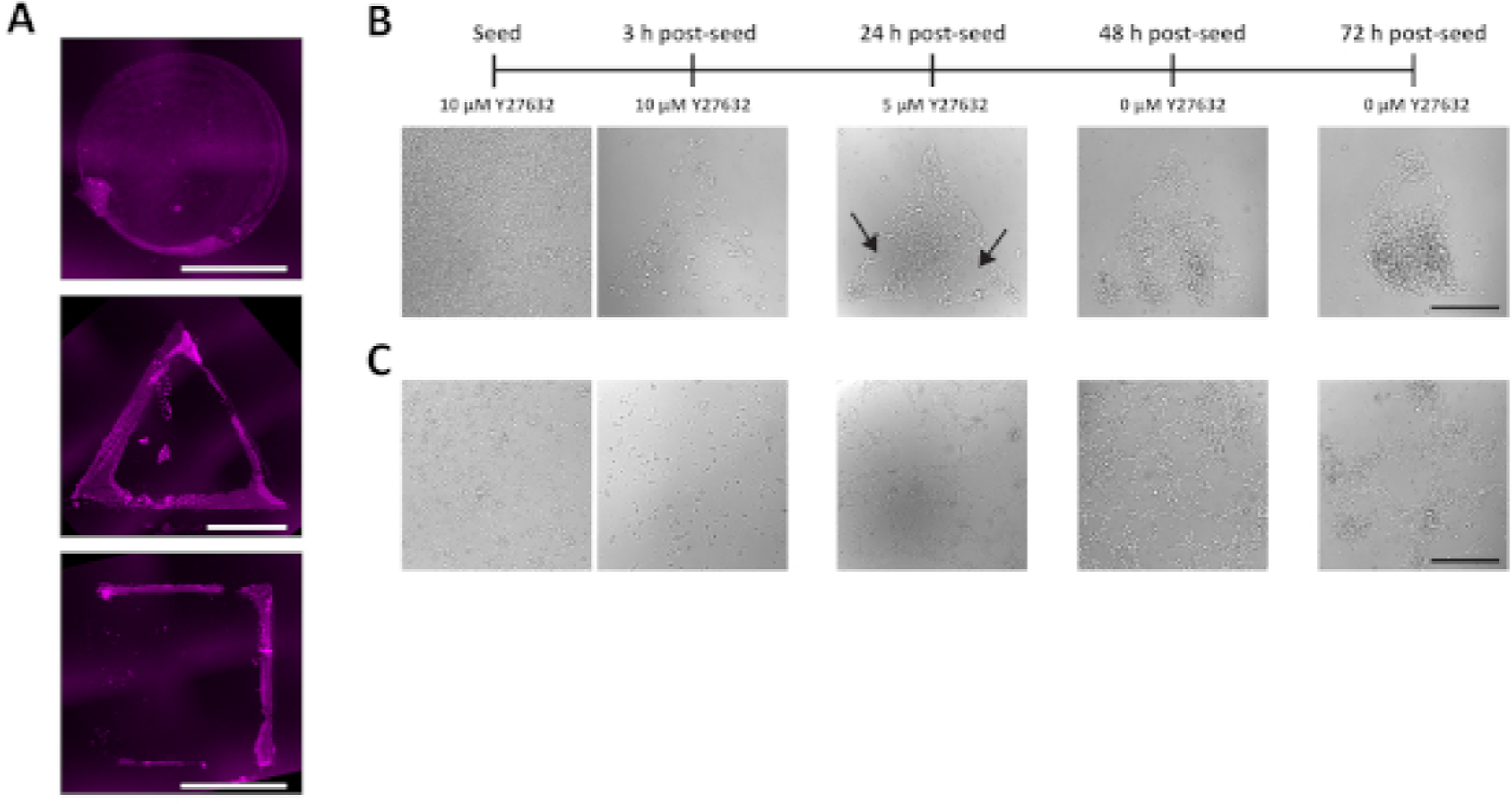 Figure 4: