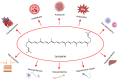 Figure 2. Biological effects of lycopene. ROS, reactive oxygen species; UV, ultraviolet. This figure was created with BioRender.com.