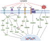 Figure 3. Main anticancer mechanism of lycopene. This figure was created with BioRender.com. The red lines represent inhibitory effects and the black lines activation effect. ROS, reactive oxygen spec...