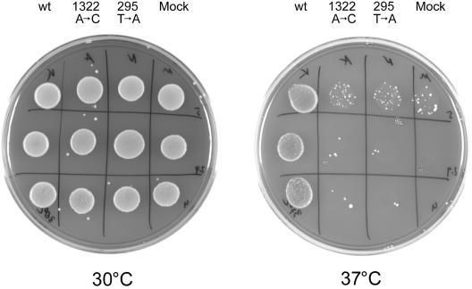 Figure  5. 