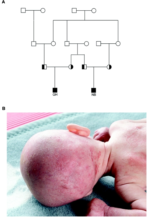 Figure  1. 