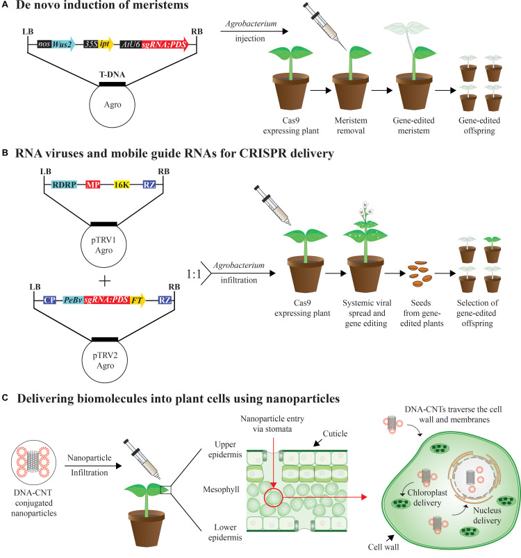 FIGURE 2