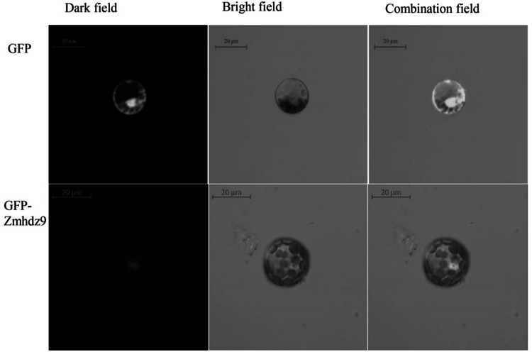 Fig. 7