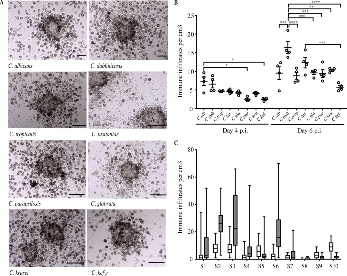 FIG 1