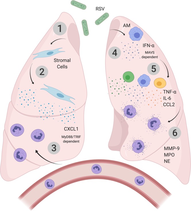 Fig. 7