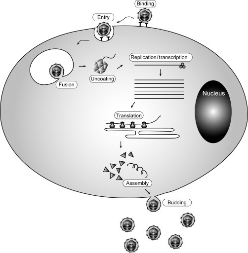 FIG. 1