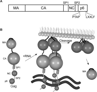 FIG. 9