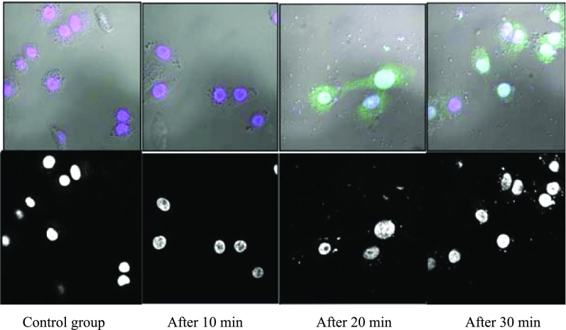 Figure 10