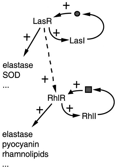 FIG. 1.