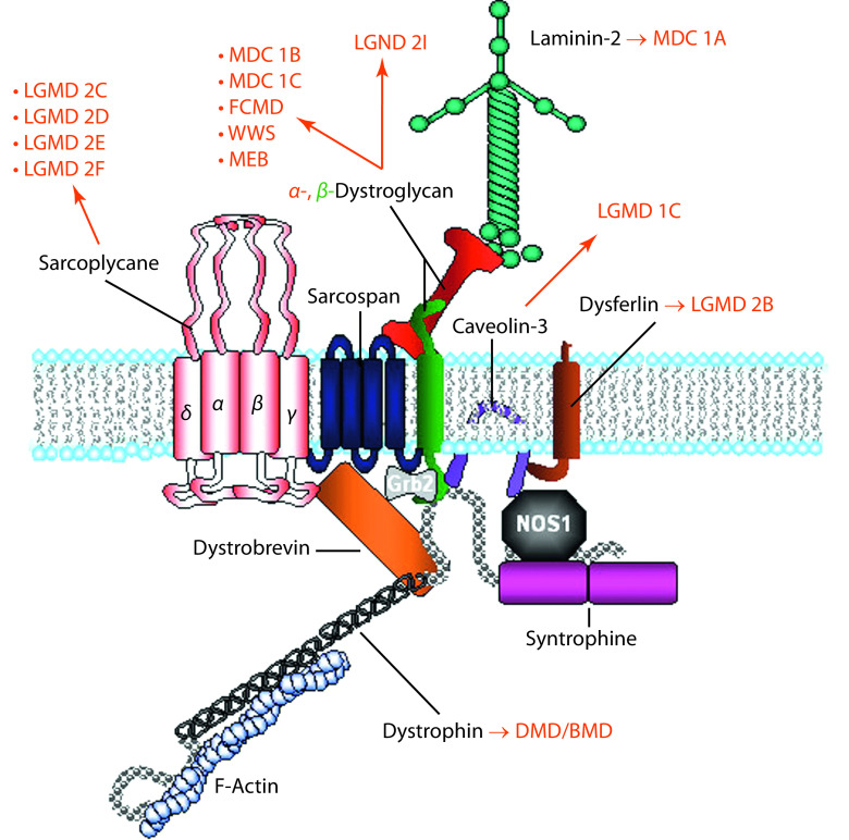 graphic file with name 978-3-662-57295-5_9_Fig4_Print.jpg