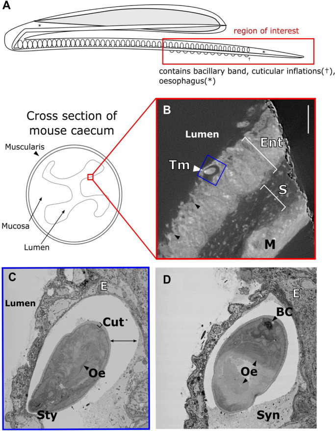 Fig 8