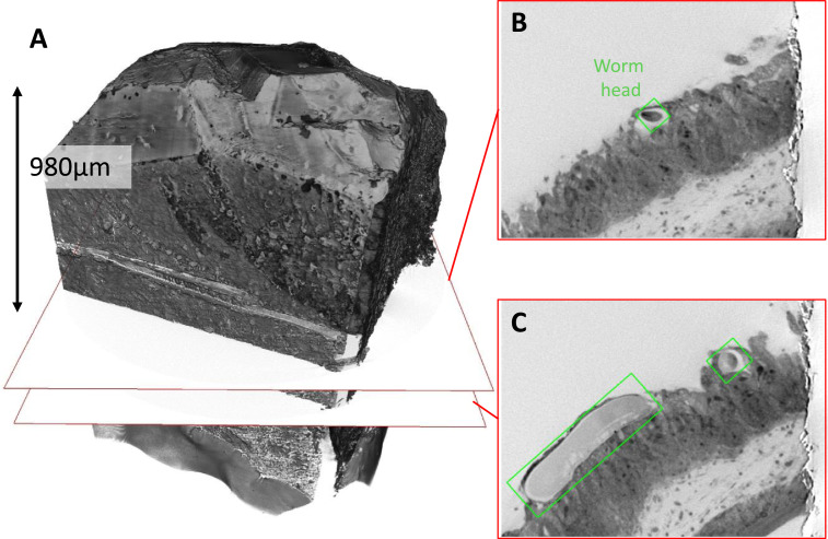 Fig 6